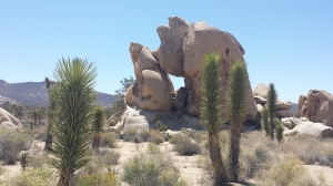 Joshua Tree NP USA                 